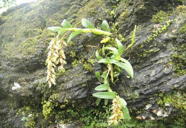 野生新鲜石斛多少钱一斤,你知道吗?_铁皮_养生_价格