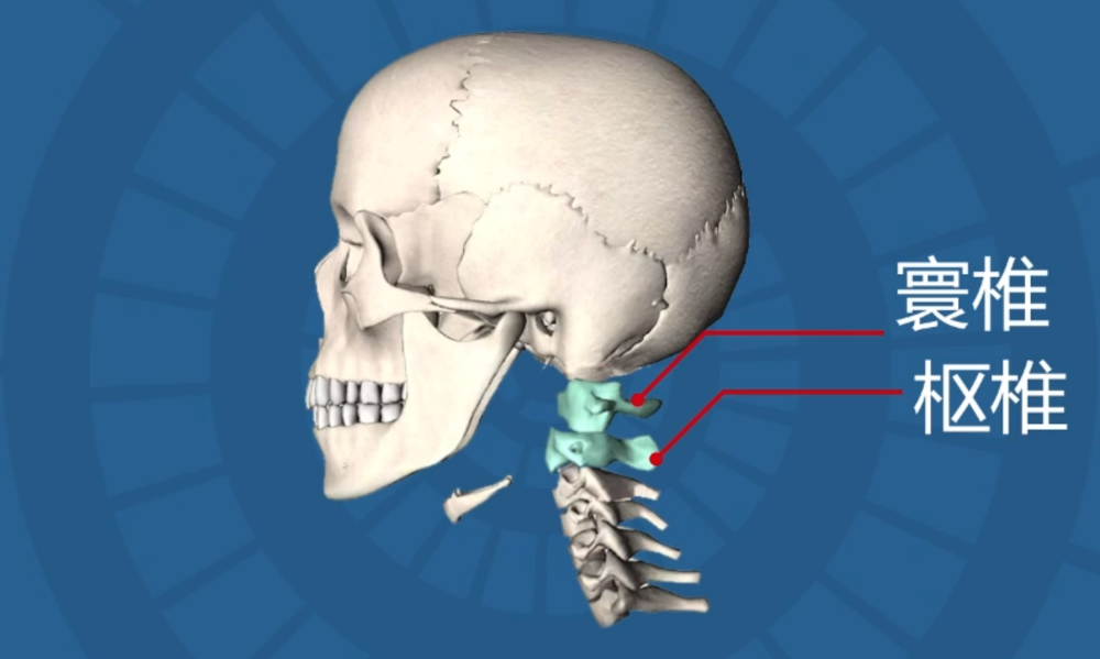 寰椎位置图图片