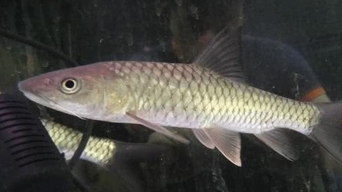 现在野生的军鱼基本上已经比较少了,垂钓爱好者们偶