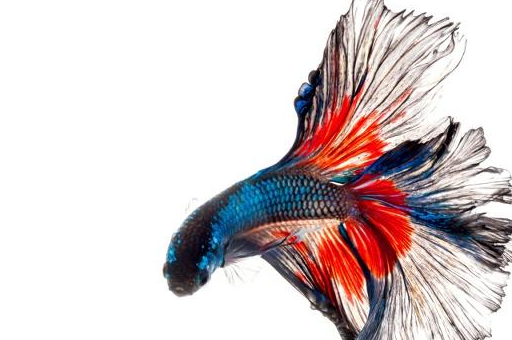 漂亮的中国斗鱼和艳丽的泰国斗鱼的区别和饲养方法_黑色_改良_品种