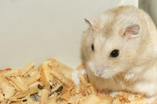 仓鼠不停地转圈或后空翻,这不是在表演绝活儿,可能是得了失序症_疾病