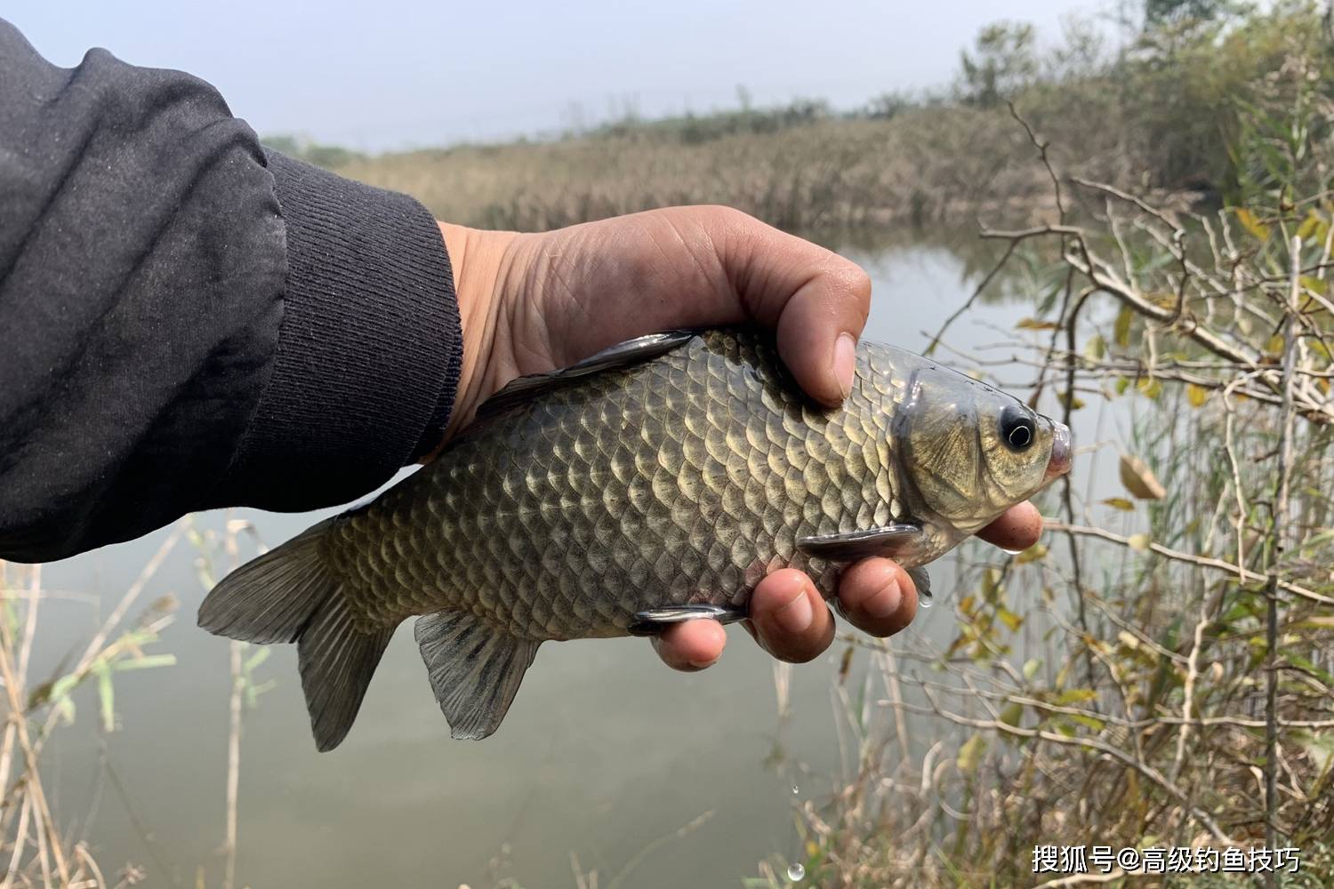 冬钓鲫鱼补窝的4个技巧,学会补窝钓得多_窝子里_鱼群_效果