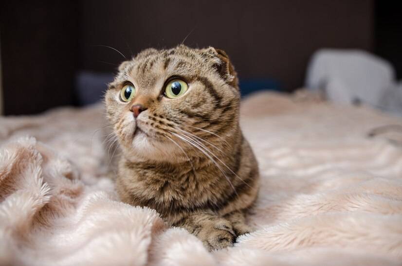 室内生活环境:室内饲养的科尼斯雷克斯猫相对受到的环境影响较小,减少