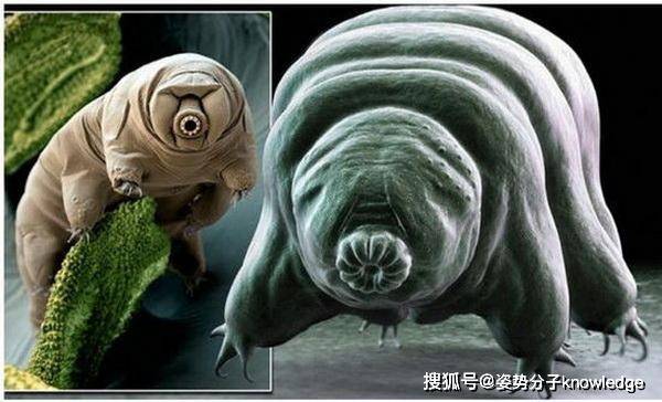 原创
            生命力超级顽强的生物：能杀死它算你牛