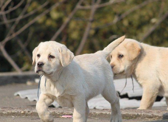 拉布拉多犬的致命缺点图片