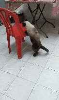 萌宠的蠢萌瞬间，没办法，谁让你是小公举，除了宠着我还能怎么办