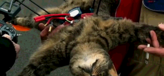 猫猫去世后，“身体”被改装成无人机，主人：它生前爱扑鸟 