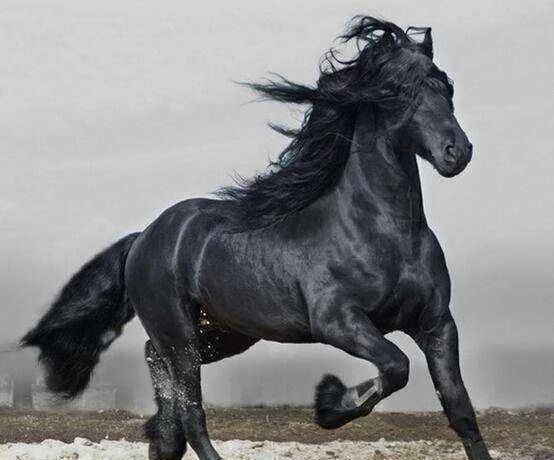 盘点中国古代四大名马,唯独赵云的马最厉害_历史_刘备_楚霸王项羽