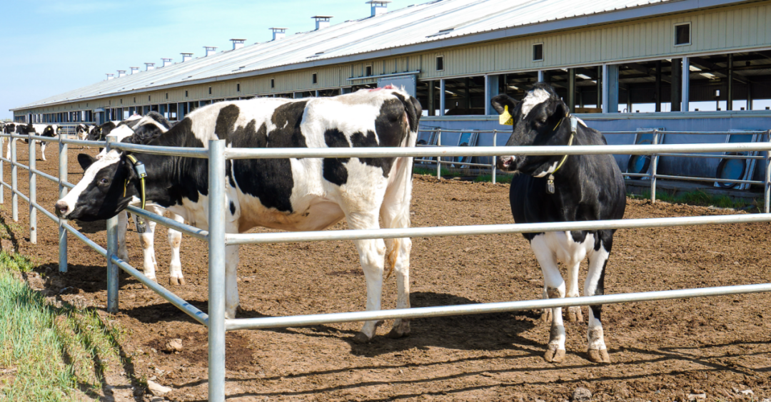 重磅,认养一头牛第九座牧场,落户吉林!_养殖_建设_奶牛