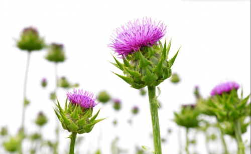 水飛薊,又叫奶薊草,英文名為 milk thistle,是一種菊科草本植物,其