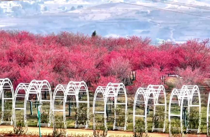 大寒时节 宜良樱花谷千亩樱花绽放如梦似幻_审核_贺靖_云南