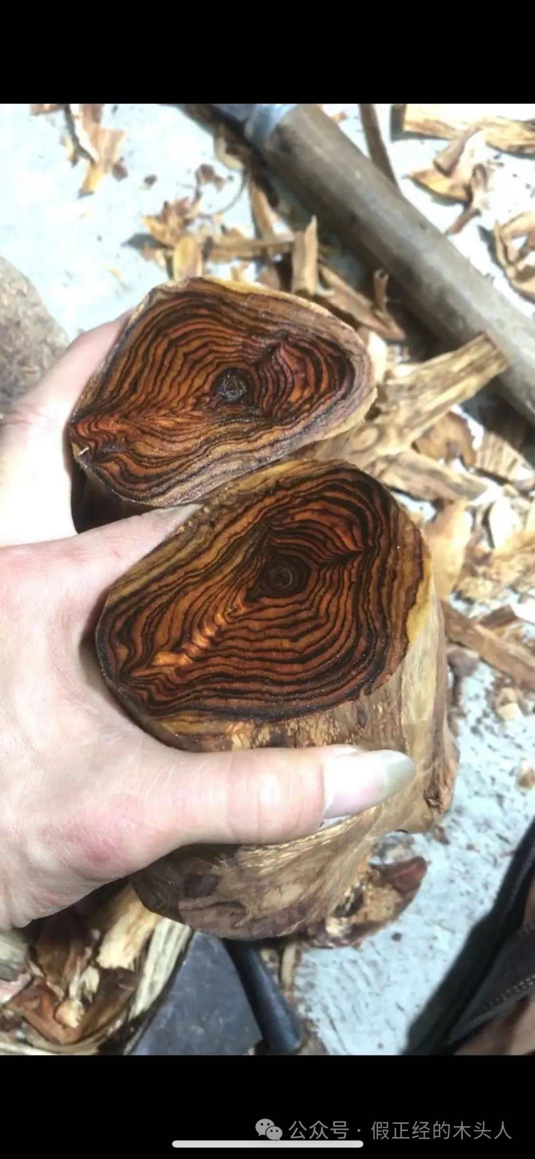 海南黄花梨(一)海南黄花梨认知(2)产地:海口(火山口)_材料_产区_东方