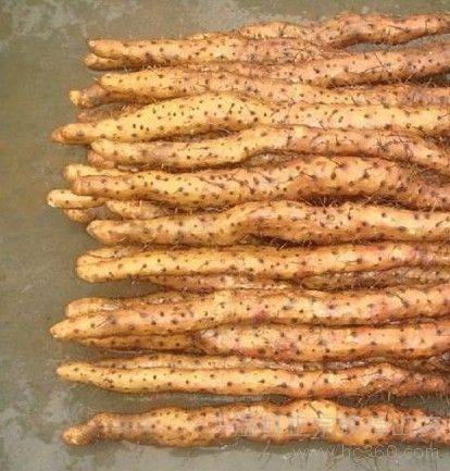 与众不同的山药之王,药食同源营养丰富_品质_口感_品种