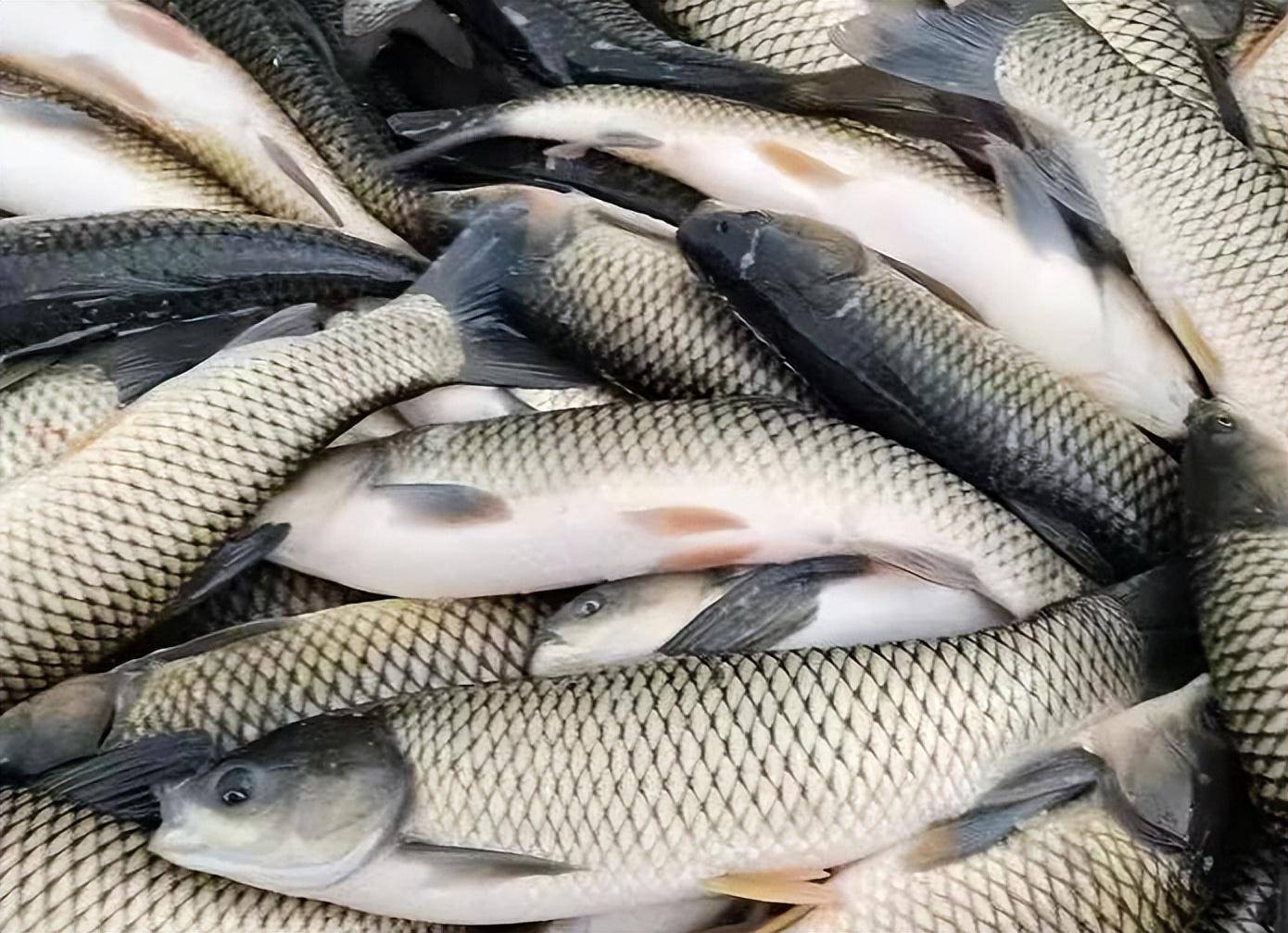 "脆肉鲩"是什么鱼,为何广东人那么喜欢吃,它是如何培育的?