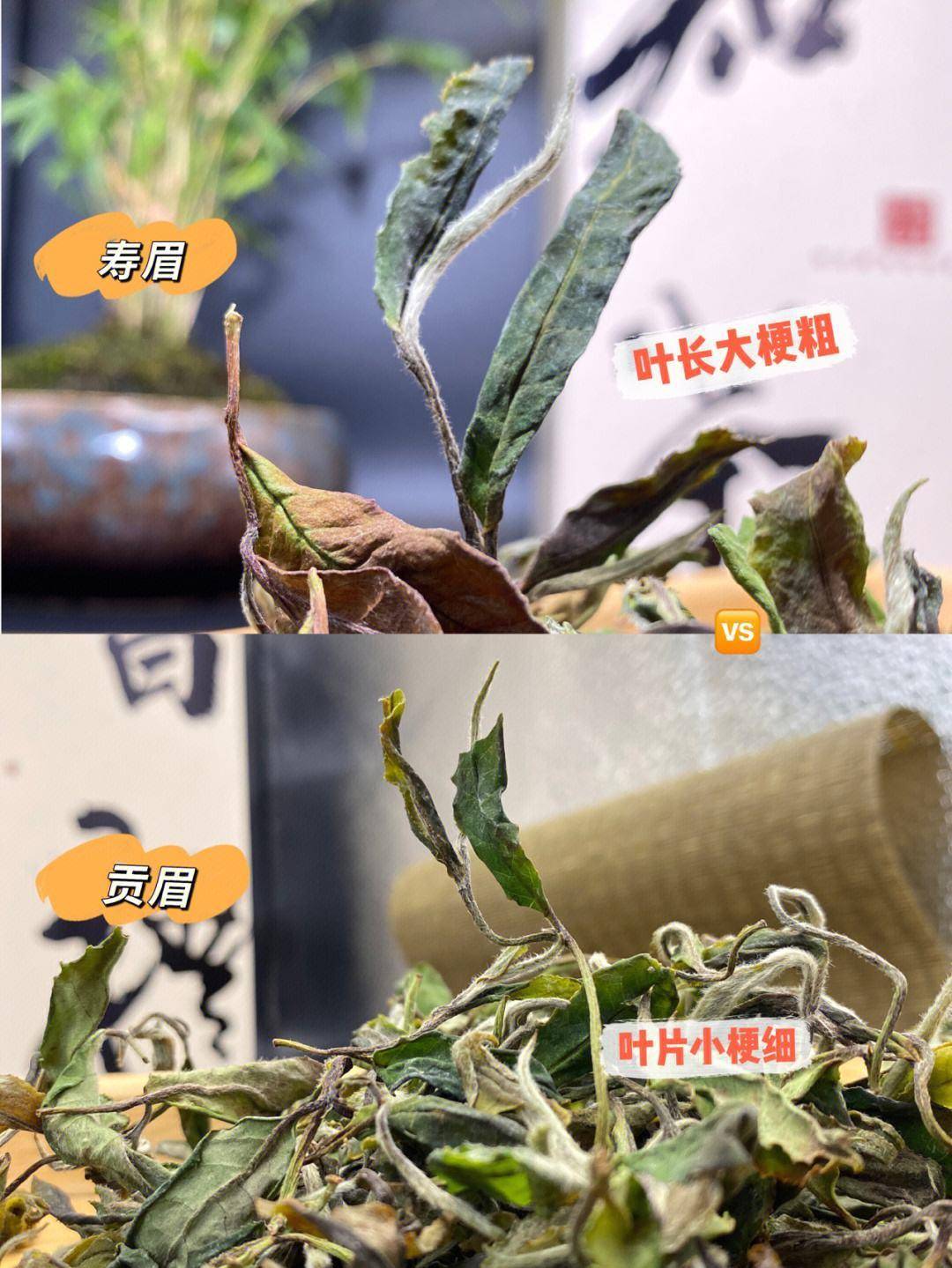 贡眉和寿眉究竟有什么区别?搞不清楚很容易闹出笑话的!