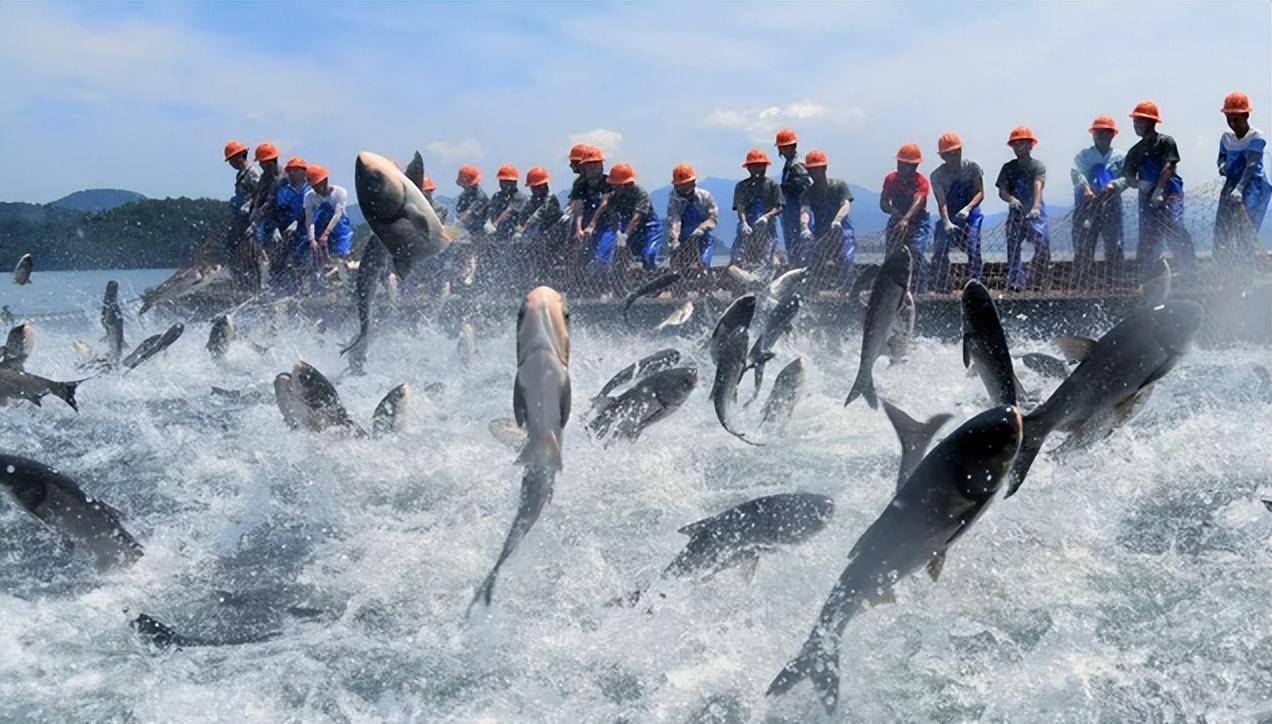 百斤大鱼随处可见,为何还是不能捕捞?_生态_长江_数量