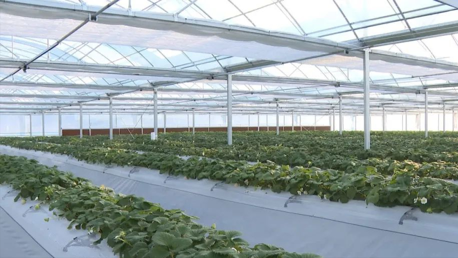 开州首批鲁渝协作立体无土栽培草莓甜蜜上市_大棚_种植园_技术