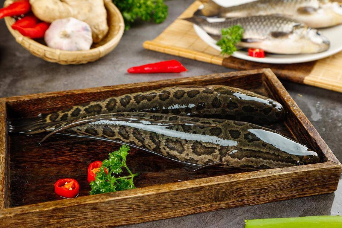 过年买鱼吃,聪明人专挑这5种,价不高,寓意好,关键还非常美味_黑鱼