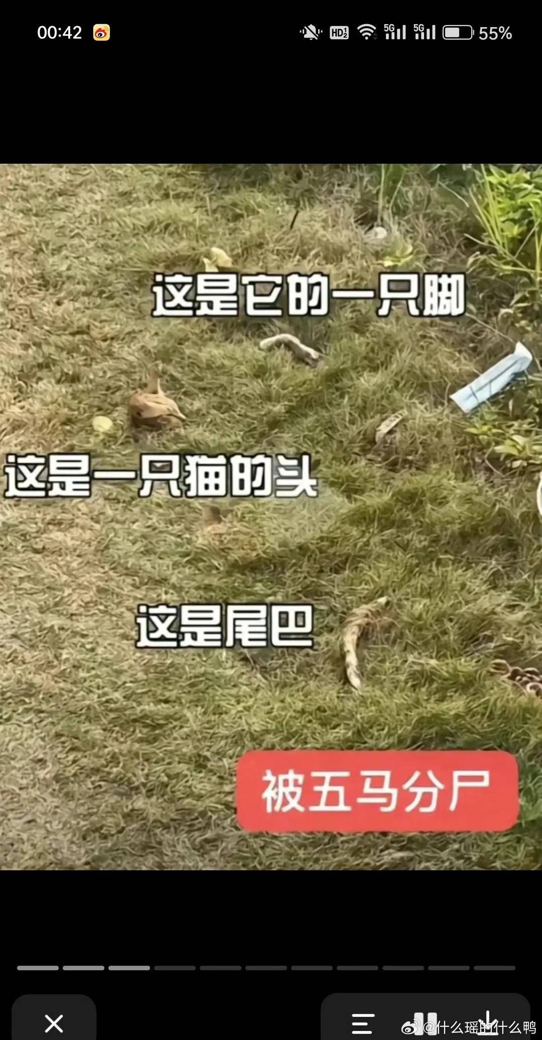 昆明动物园虐猫发酵!