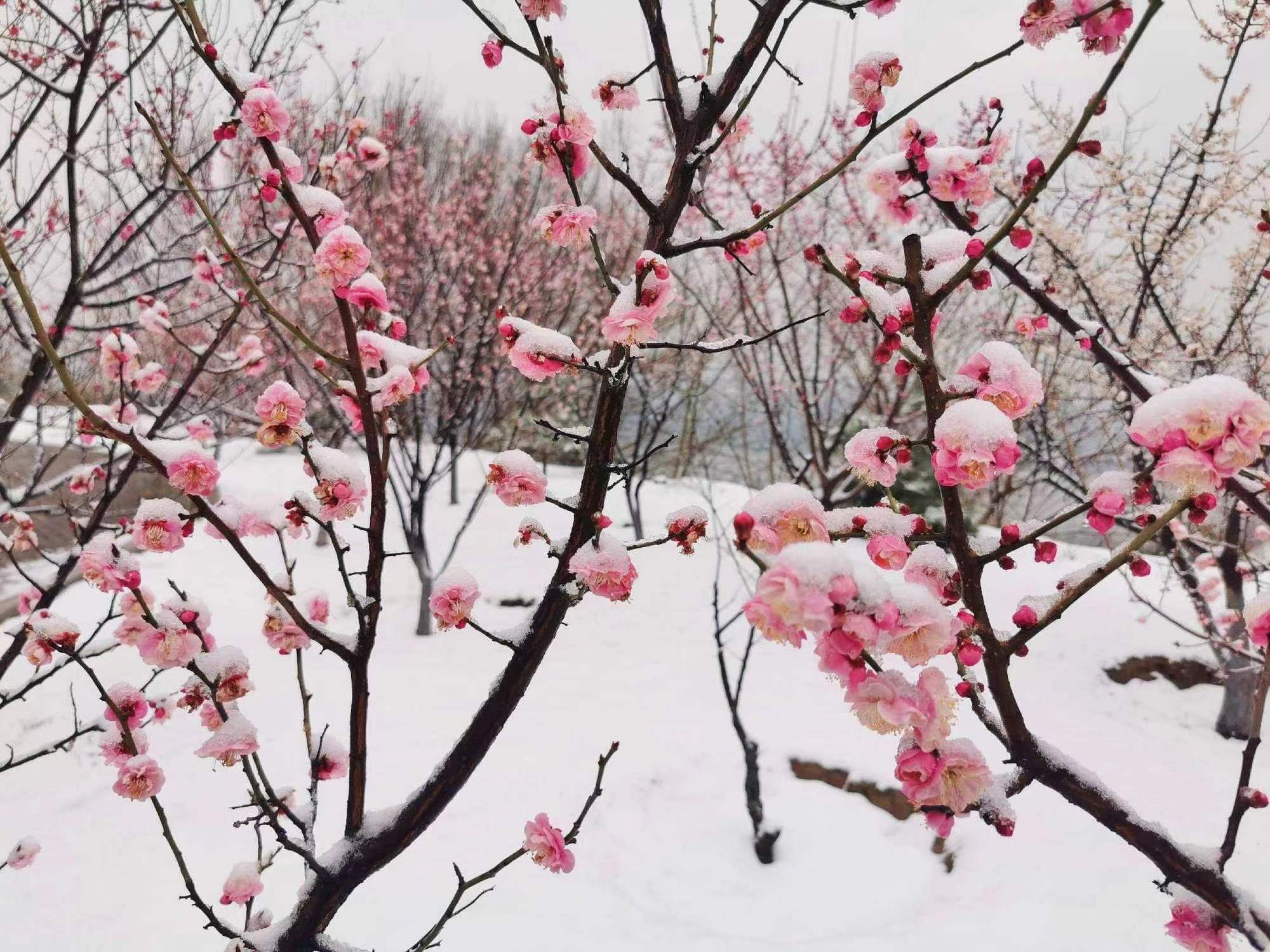 白雪红梅唯美图片