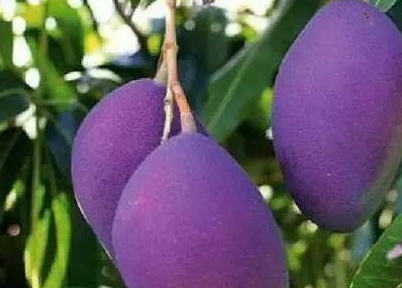 不过听到这种紫色芒果的人依然不多!