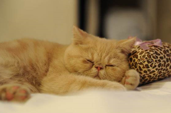 软软的,唯一不好的就是呼噜声太大,跟成年人打呼噜似的,贼大(加菲猫