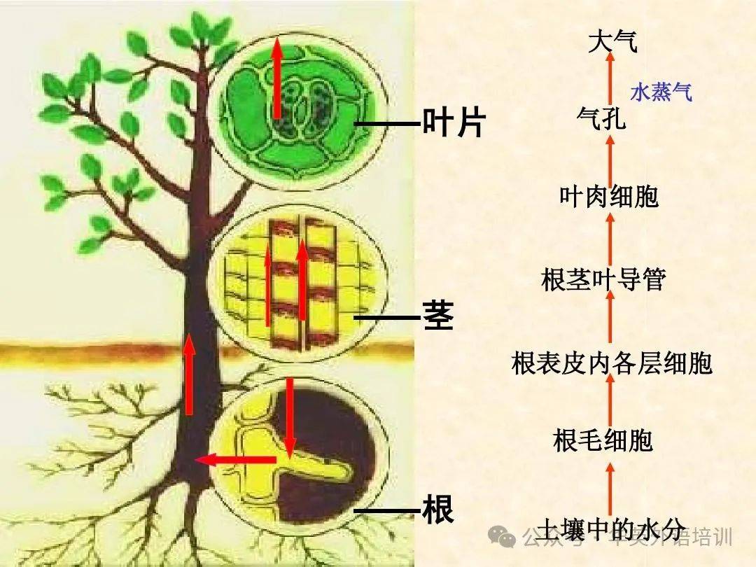 植物细胞构造图图片