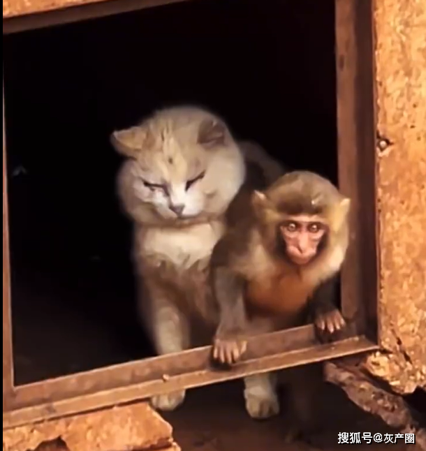 昆明动物园放任猴猫共处,导致猫咪被猴子虐待?