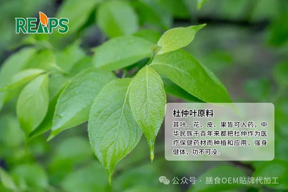 瑞普斯承接杜仲葉原料oem貼牌代加工服務_杜仲科_生產