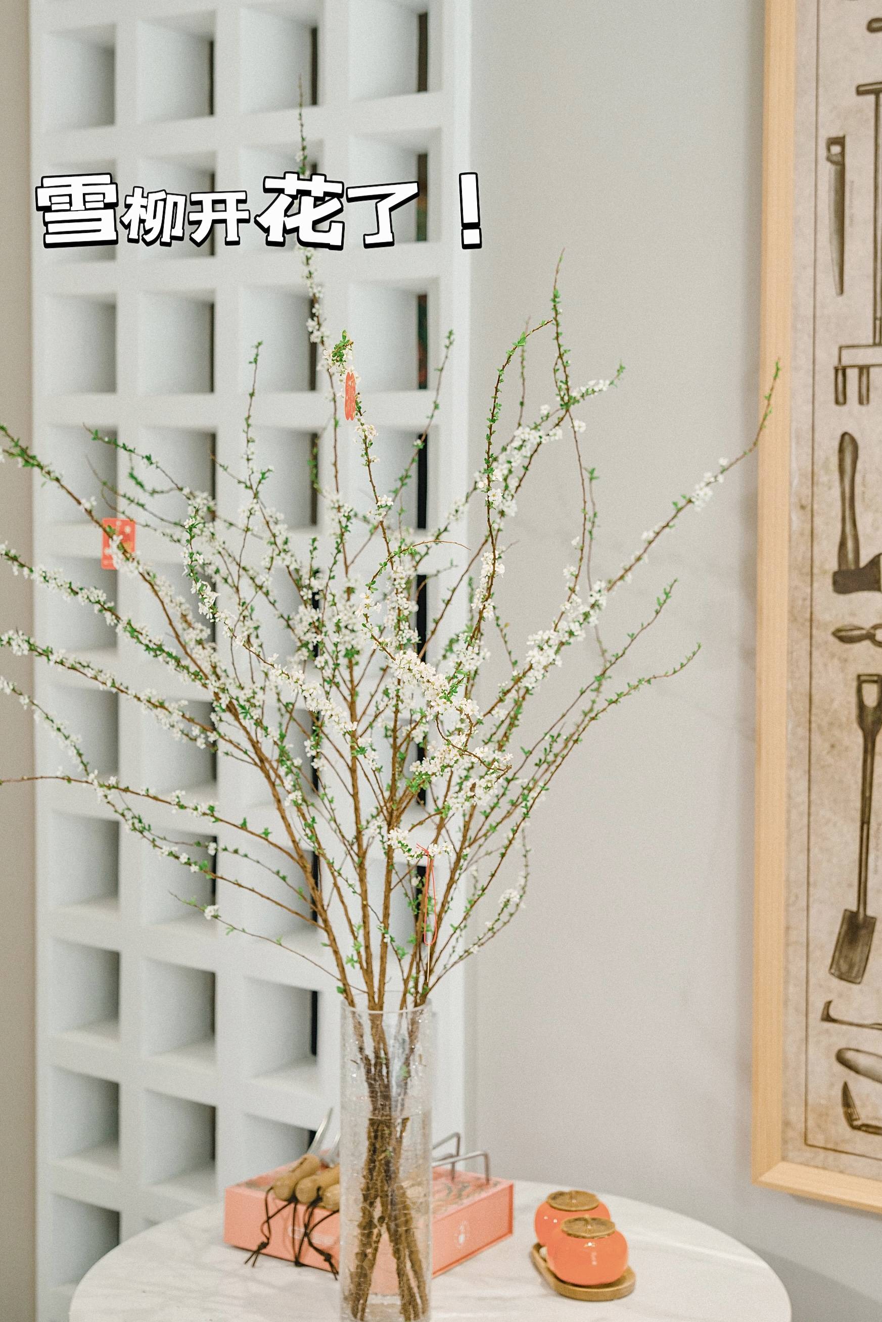 年宵花|一些关于雪柳养护的分享_根部_修剪_开花
