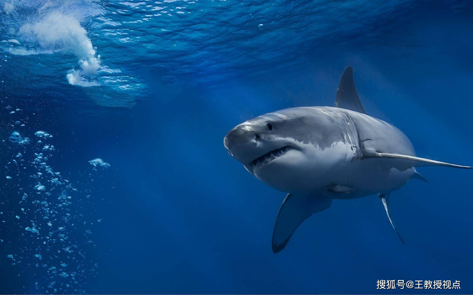 鲨鱼身体结构解析:独特功能与海洋生态的联系_猎物_游动_肌肉