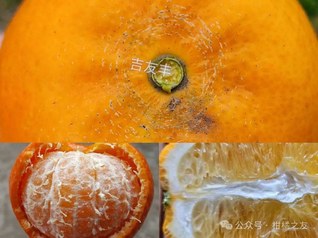 柑橘出现浮皮,水裂纹,枯水什么原因?开始出现就及时销售!