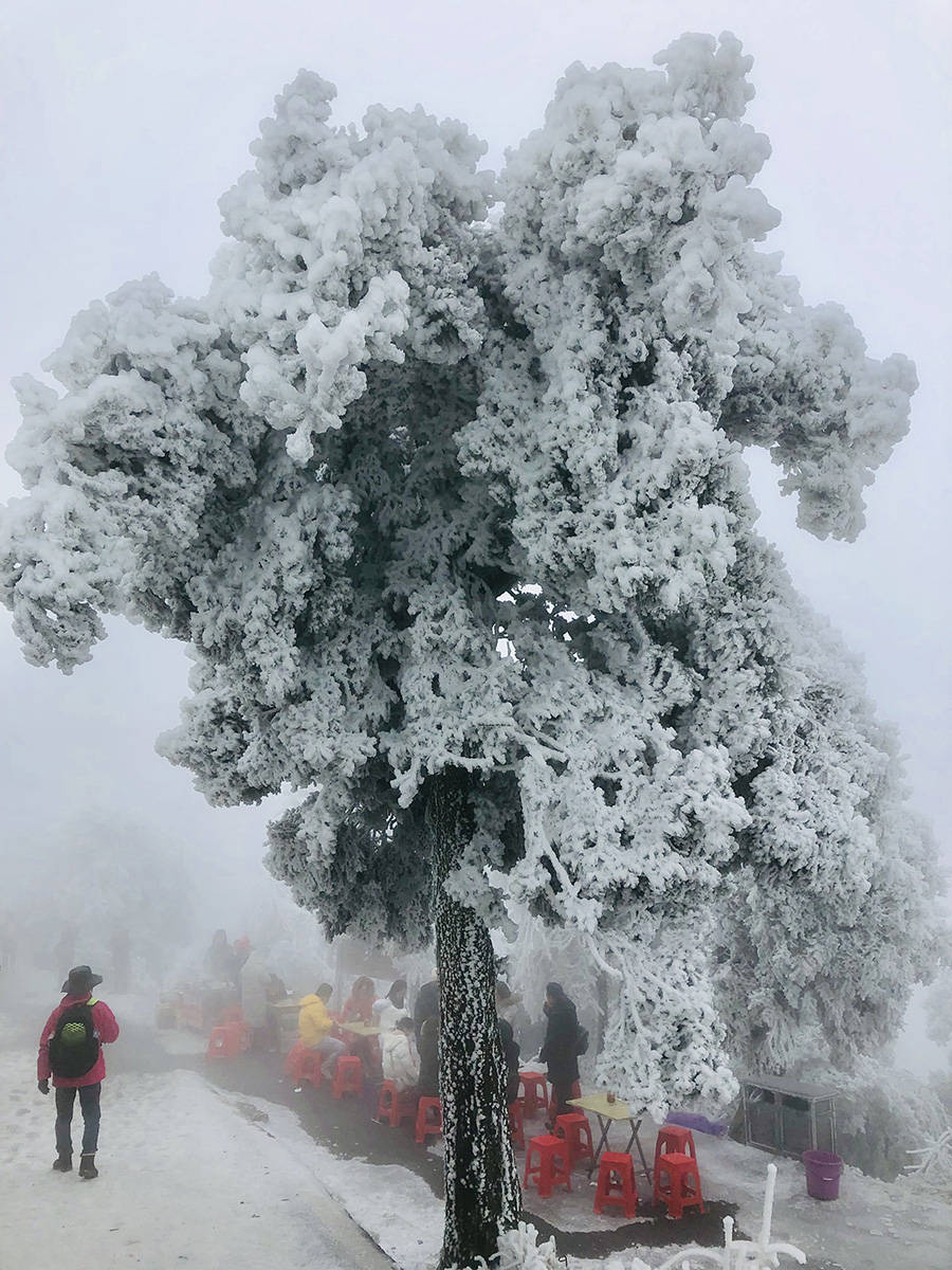 南岳雾凇图片 雾松图片