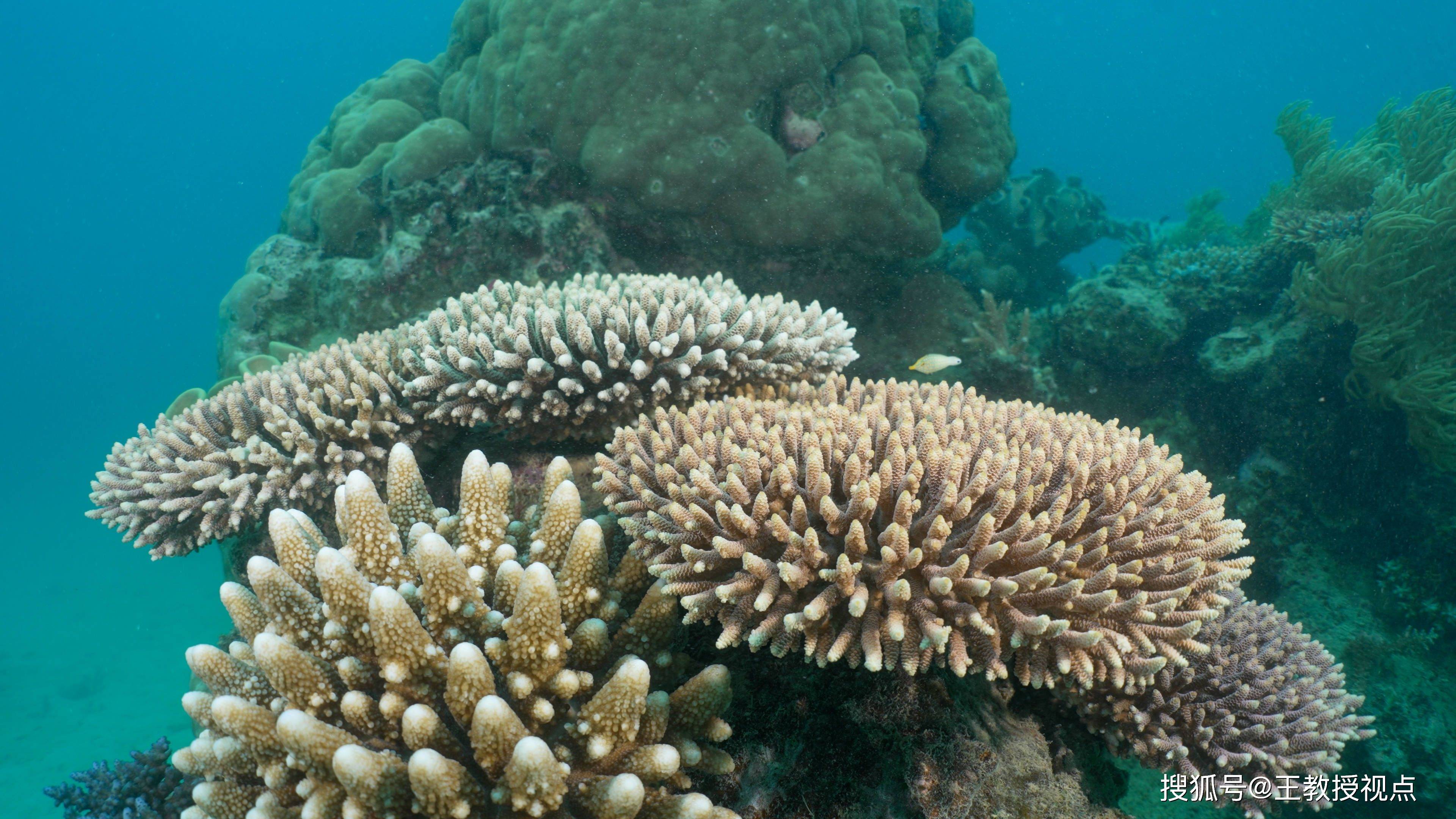 大堡礁的海洋生态:科学视角下的美丽奇迹