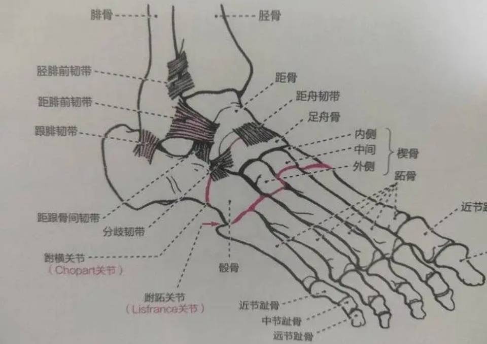 脚趾骨头名称示意图图片