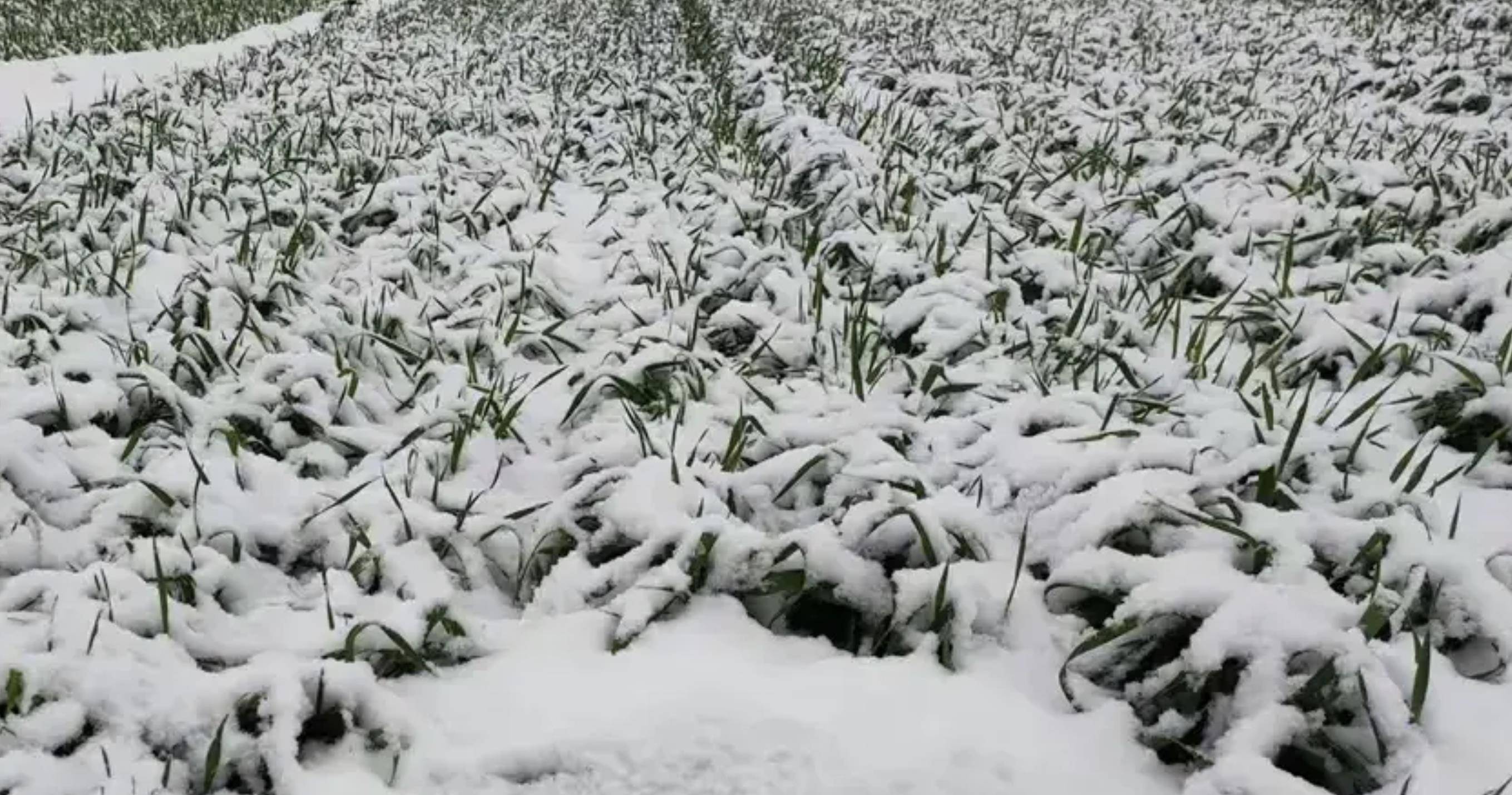 给麦田除雪