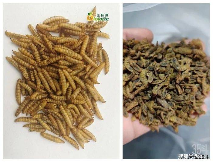 黑水虻業務線月均產能或將過千噸,飼料添加和昆蟲兩大