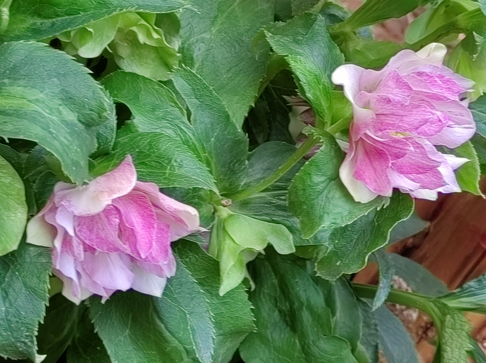 鐵筷子(學名:helleborus thibetanus franch.