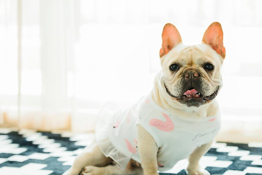 长相丑萌的小短腿法斗,浑身上下都是魅力点_泰迪_运动量_狗狗