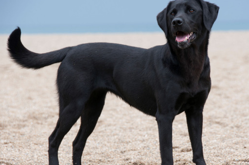 一只"拉布拉多"纯不纯,只要看这6点就足够了!_纯种__