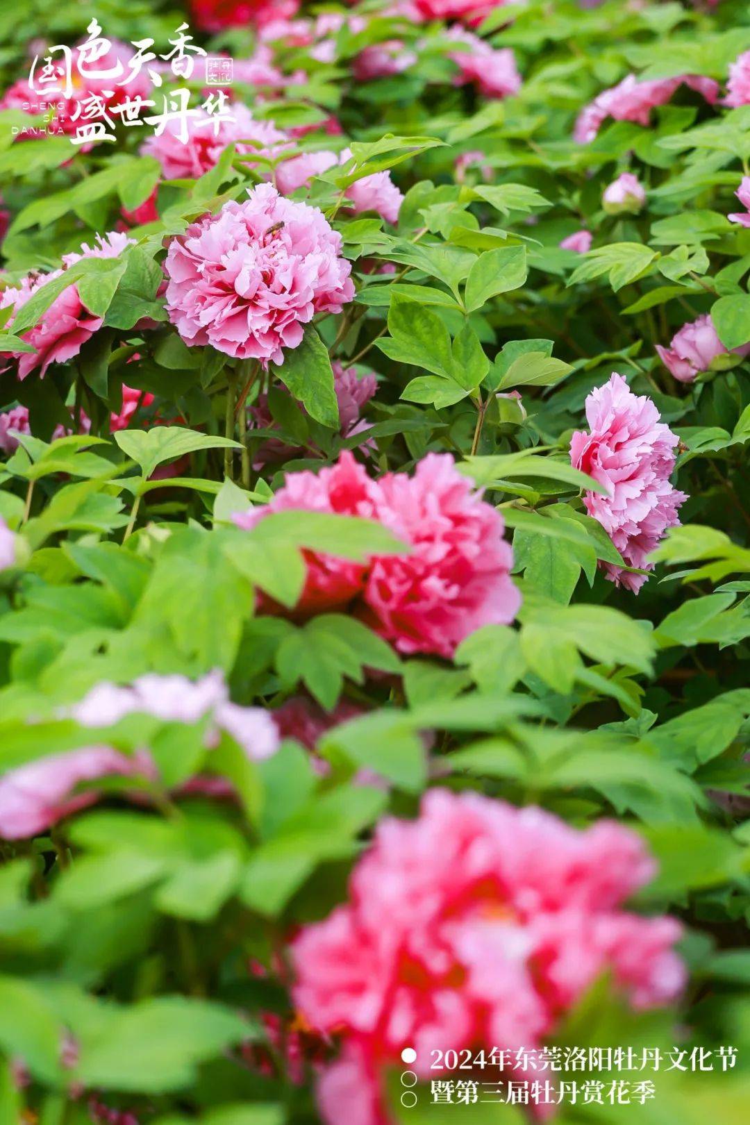 春节赏牡丹,看汉服表演,2024年东莞洛阳牡丹文化节来了_活动_百花园