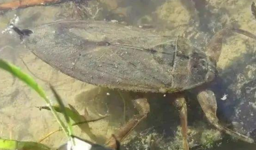 "水中恶霸"田鳖,吃青蛙能捕蛇,还爱咬人脚趾,为何很少见了?