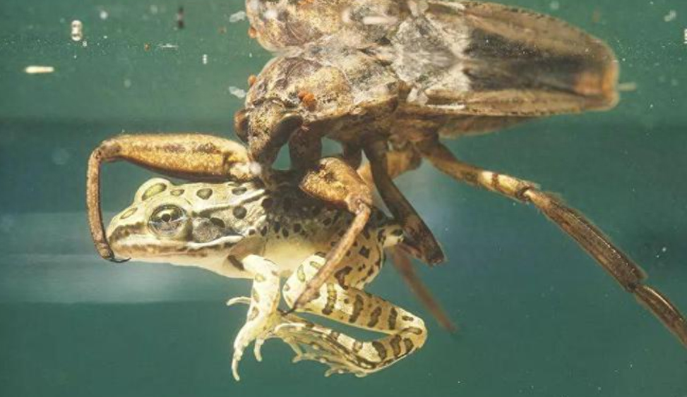 "水中恶霸"田鳖,吃青蛙能捕蛇,还爱咬人脚趾,为何很少见了?