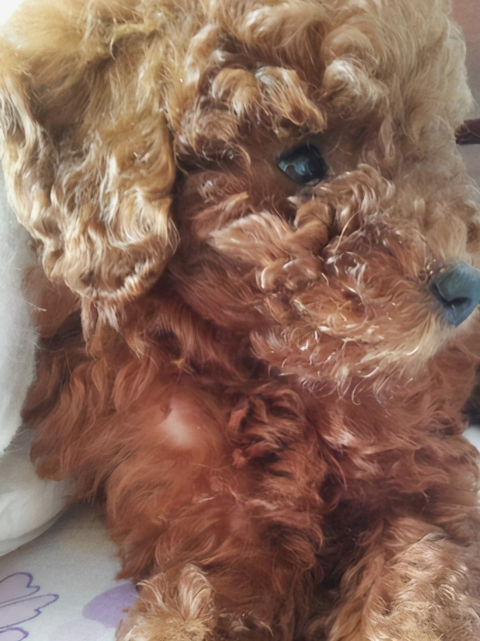 泰迪犬褪色怎么办?终于,找到了解决这个问题的方法!_毛发_影响_狗狗