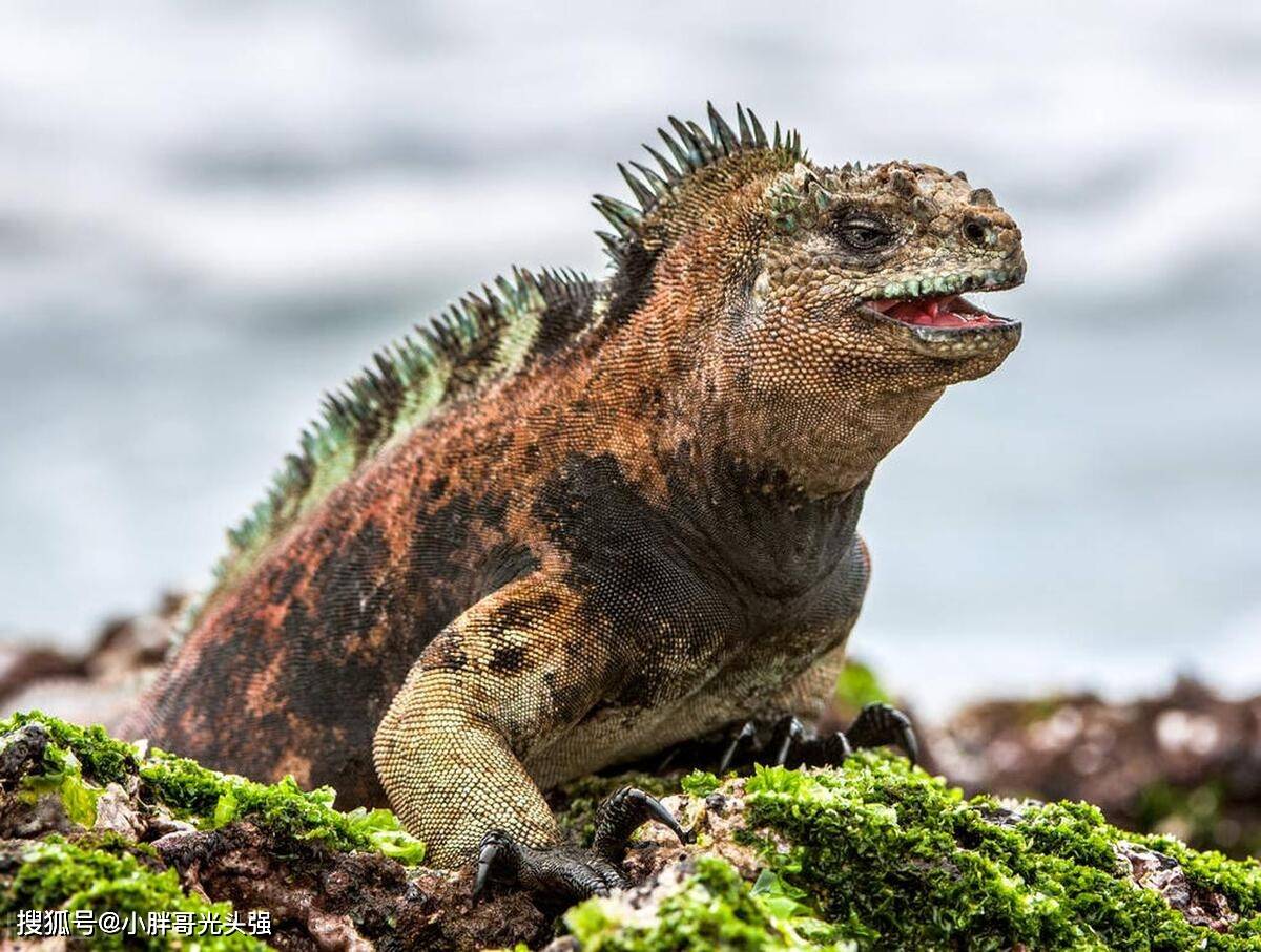 探秘海洋巨獸:哪種海洋動物有