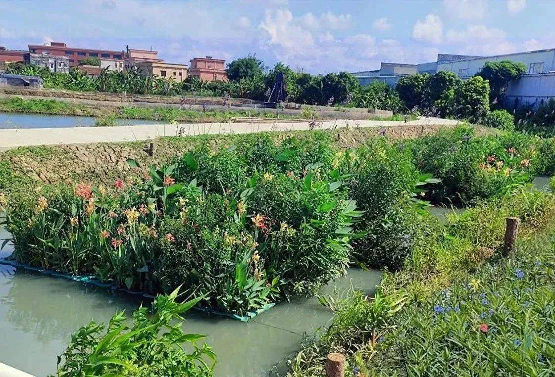 东方园林研发实用新型专利,用于治理乡村鱼塘尾水_养殖_中山市_水质