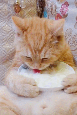 没想到橘猫还有这么!