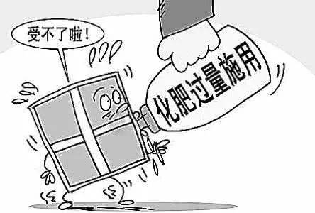 施好猕猴桃早春萌芽肥_肥料_树体中_土壤