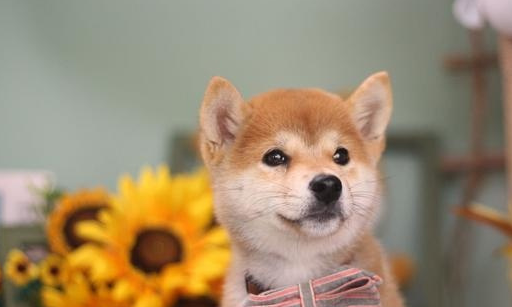 叫柴犬怎么样?有什么办法约束吗_主人_注意力_玩具