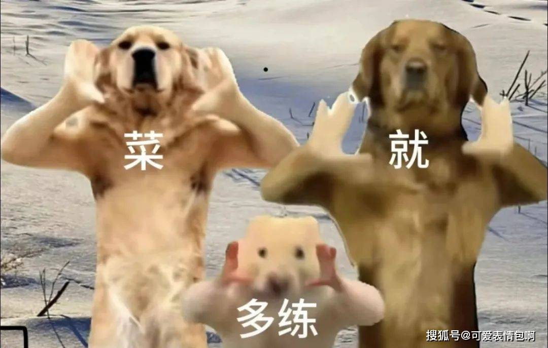 菜就多练┃金毛ai跳舞表情包_侵权_版权_网络